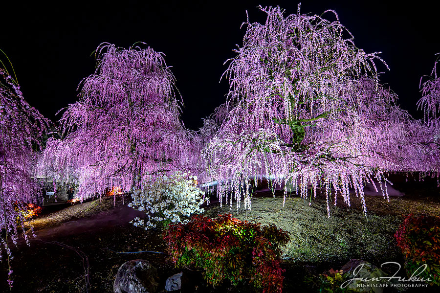 鈴鹿の森庭園 ナイトスケープ