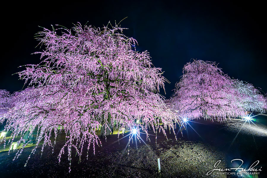 鈴鹿の森庭園 ナイトスケープ
