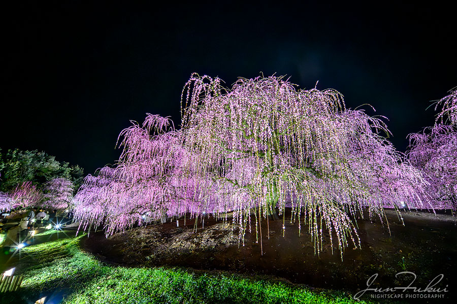 鈴鹿の森庭園 ナイトスケープ