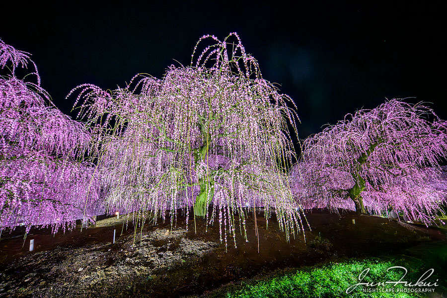 鈴鹿の森庭園 ナイトスケープ