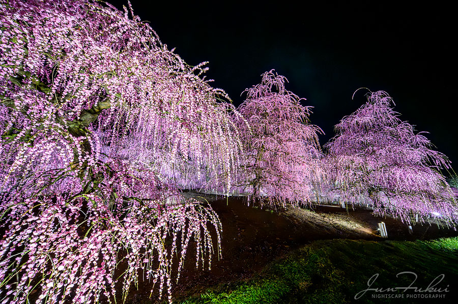 鈴鹿の森庭園 ナイトスケープ