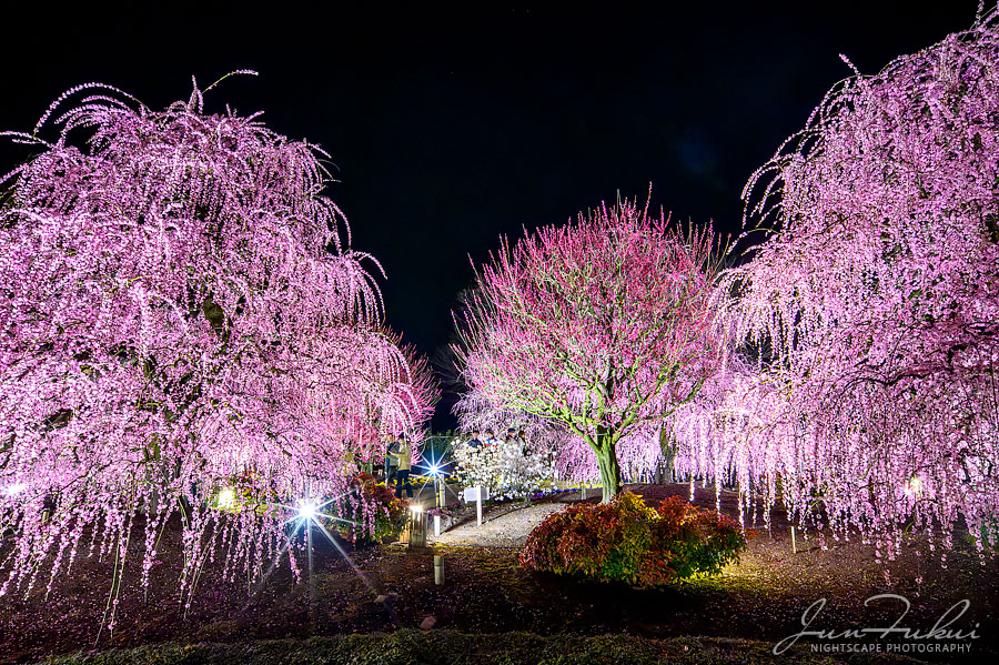 鈴鹿の森庭園 ナイトスケープ