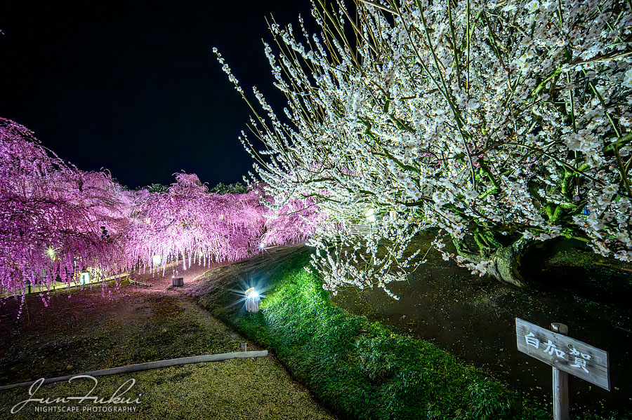 鈴鹿の森庭園 ナイトスケープ