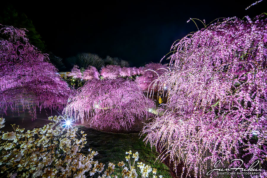 鈴鹿の森庭園 ナイトスケープ