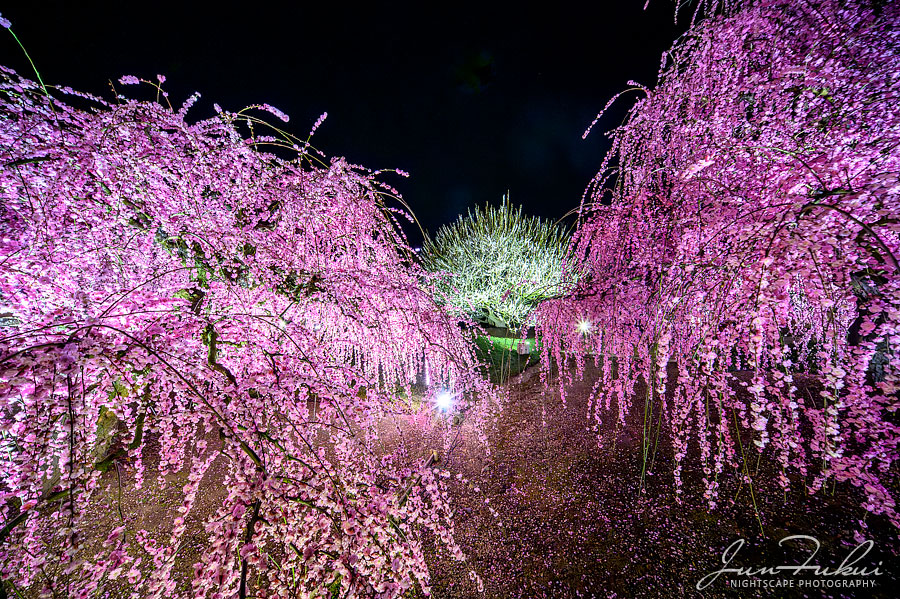 鈴鹿の森庭園 ナイトスケープ