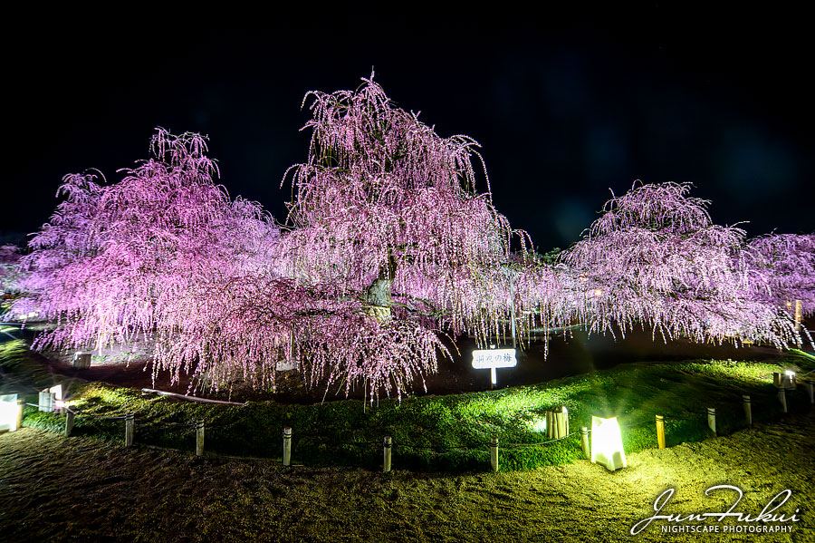 鈴鹿の森庭園 ナイトスケープ