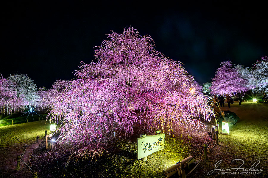 鈴鹿の森庭園 ナイトスケープ