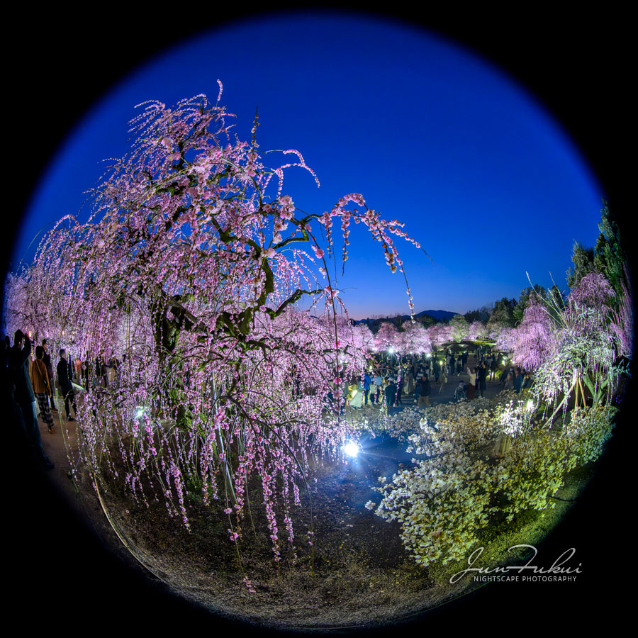 鈴鹿の森庭園 ナイトスケープ