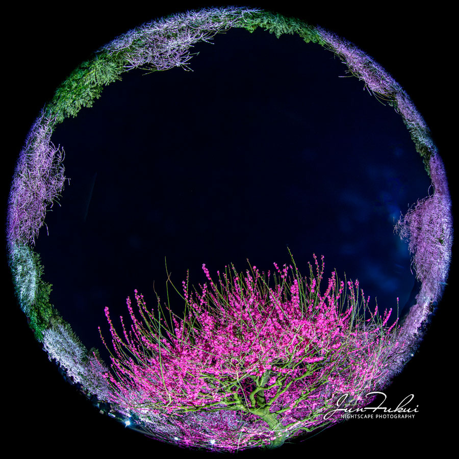 鈴鹿の森庭園 ナイトスケープ