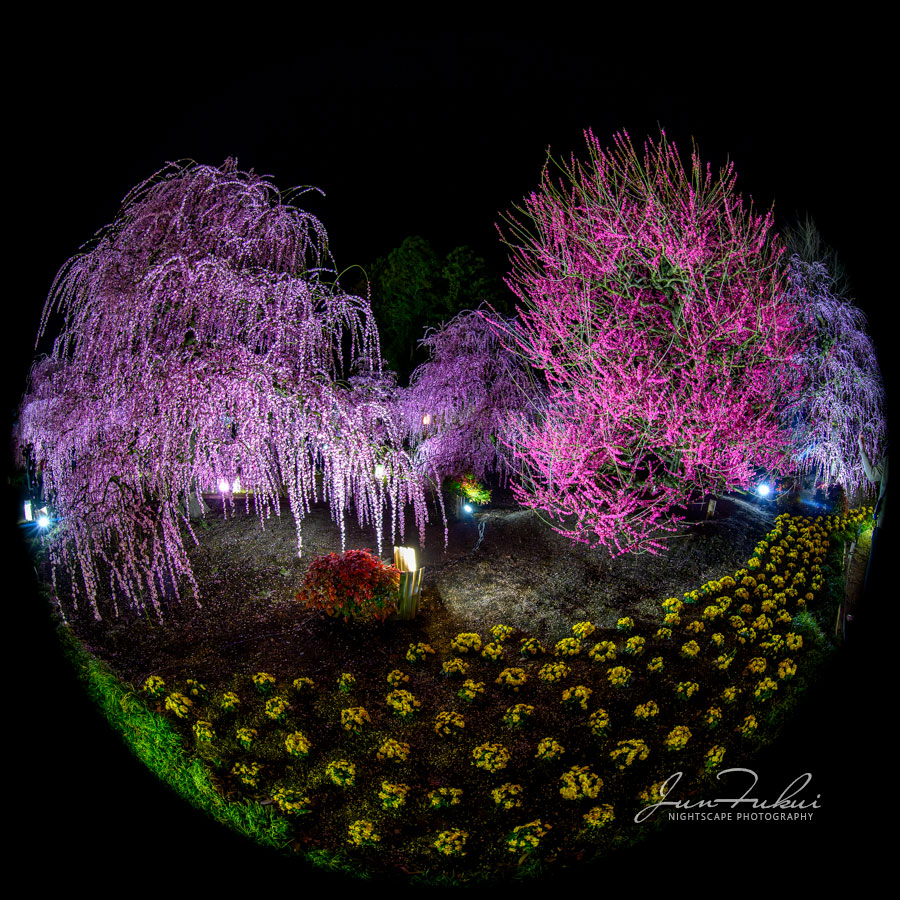 鈴鹿の森庭園 ナイトスケープ