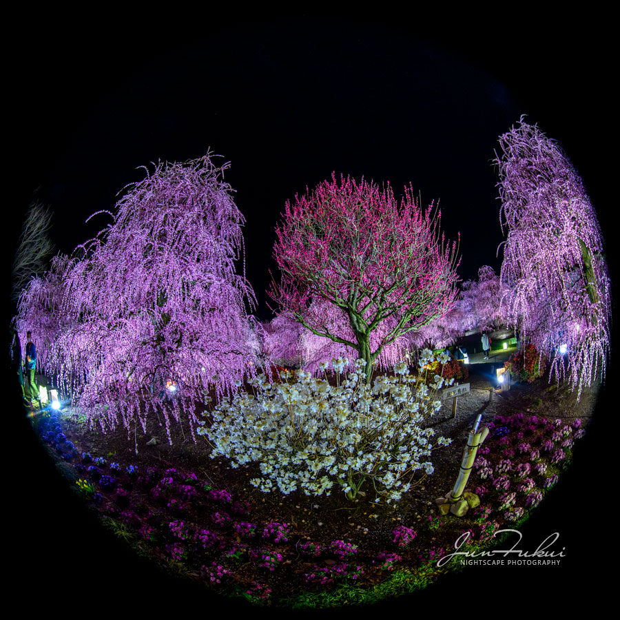 鈴鹿の森庭園 ナイトスケープ