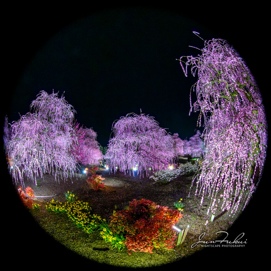 鈴鹿の森庭園 ナイトスケープ