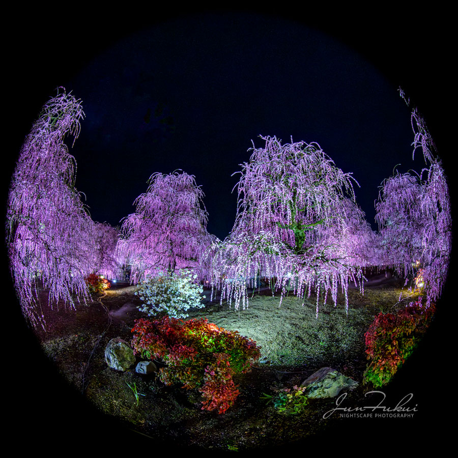 鈴鹿の森庭園 ナイトスケープ