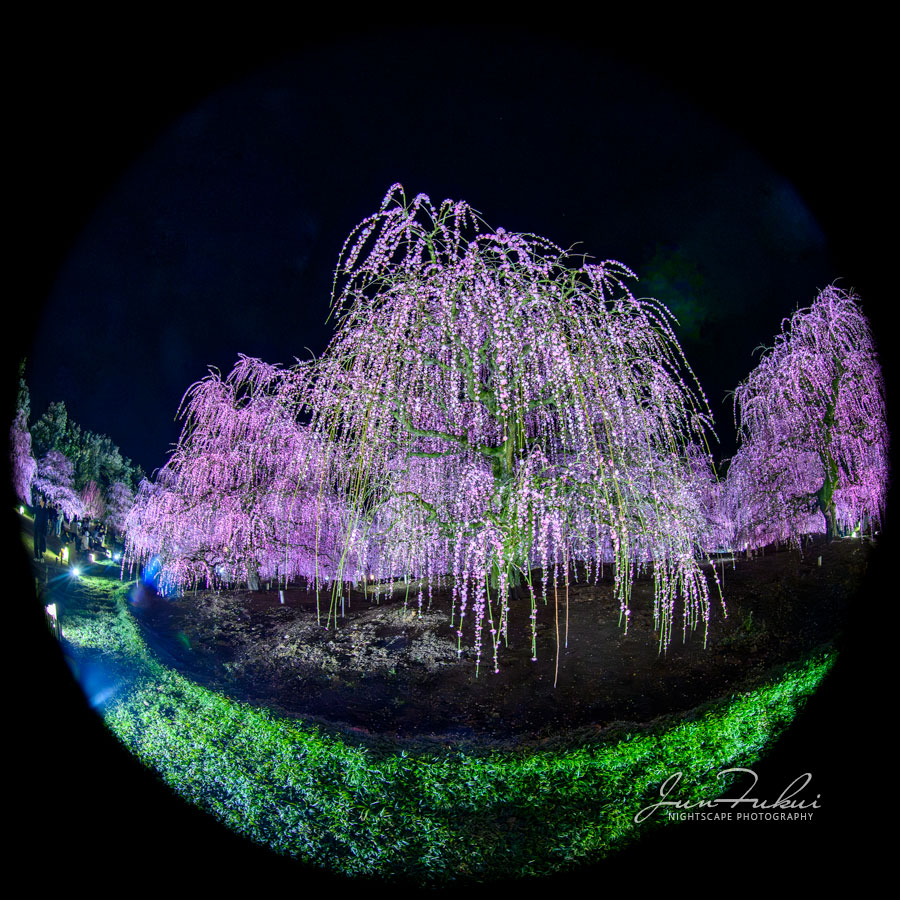 鈴鹿の森庭園 ナイトスケープ