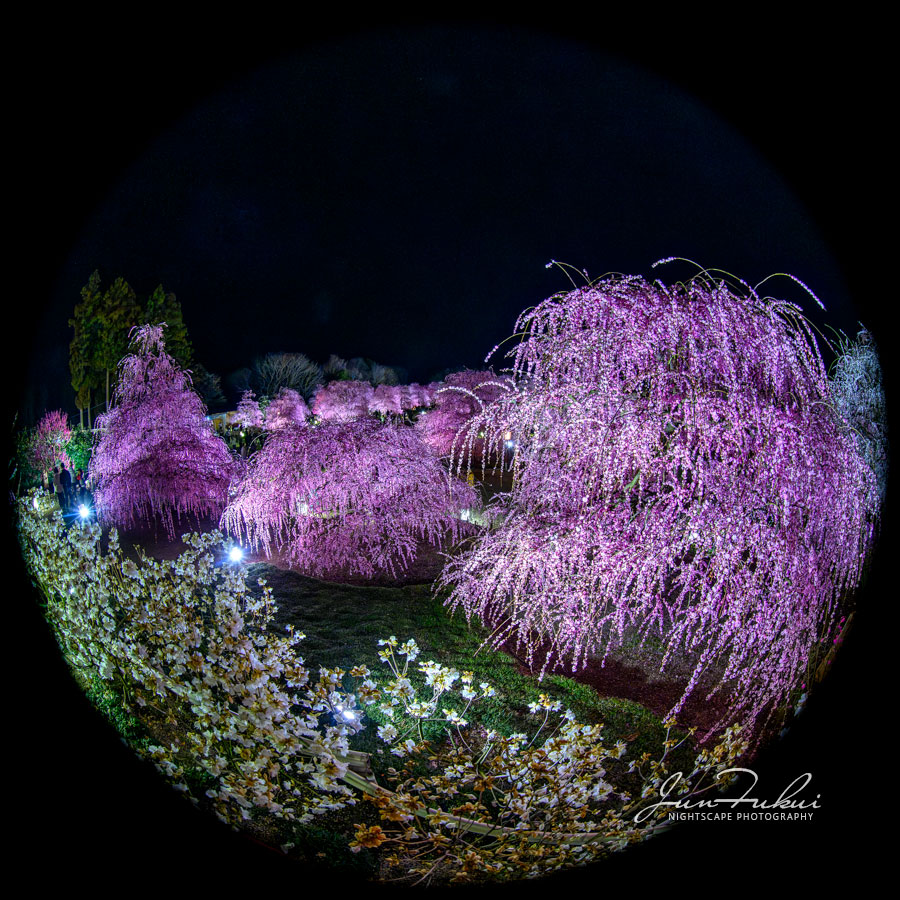 鈴鹿の森庭園 ナイトスケープ
