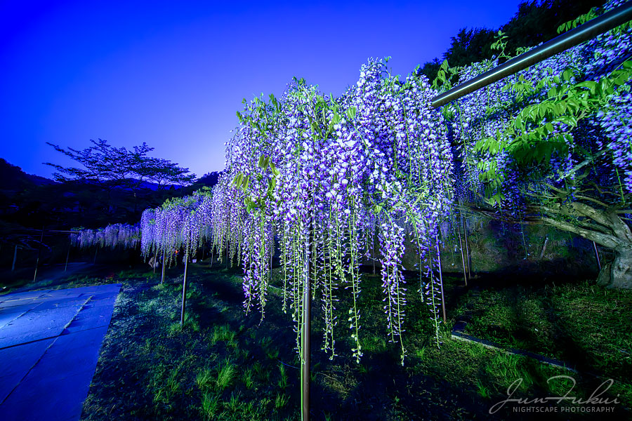 白毫寺 ナイトスケープ