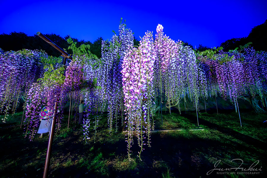 白毫寺 ナイトスケープ