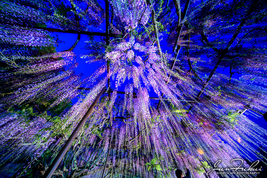 白毫寺 ナイトスケープ