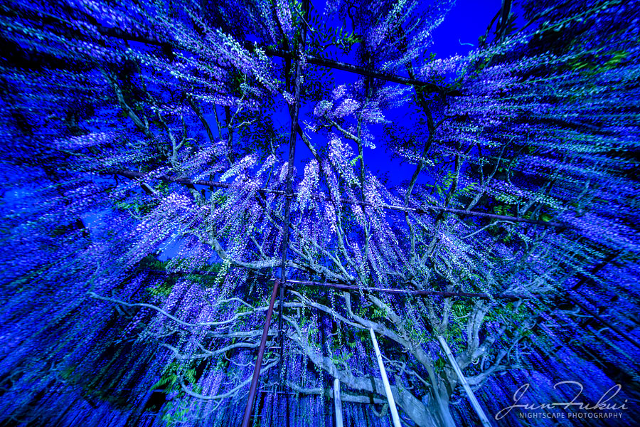 白毫寺 ナイトスケープ