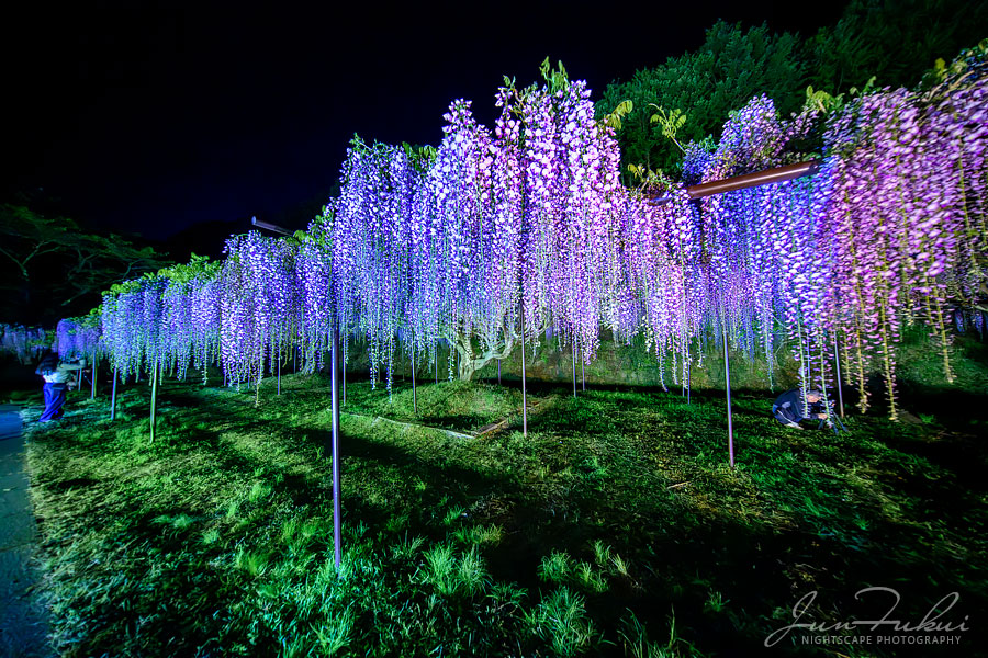 白毫寺 ナイトスケープ