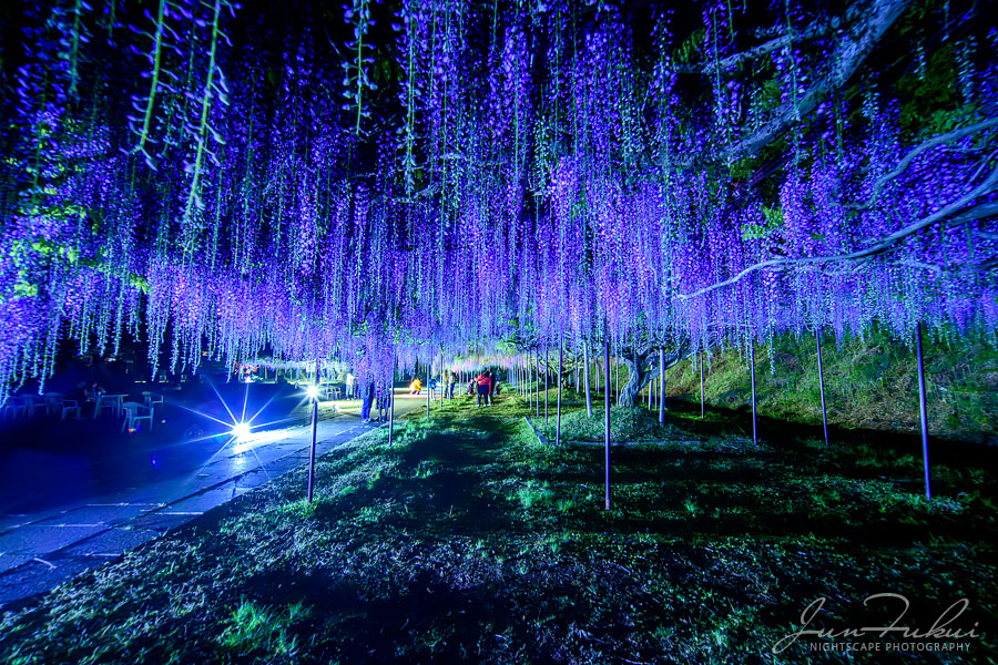 白毫寺 ナイトスケープ