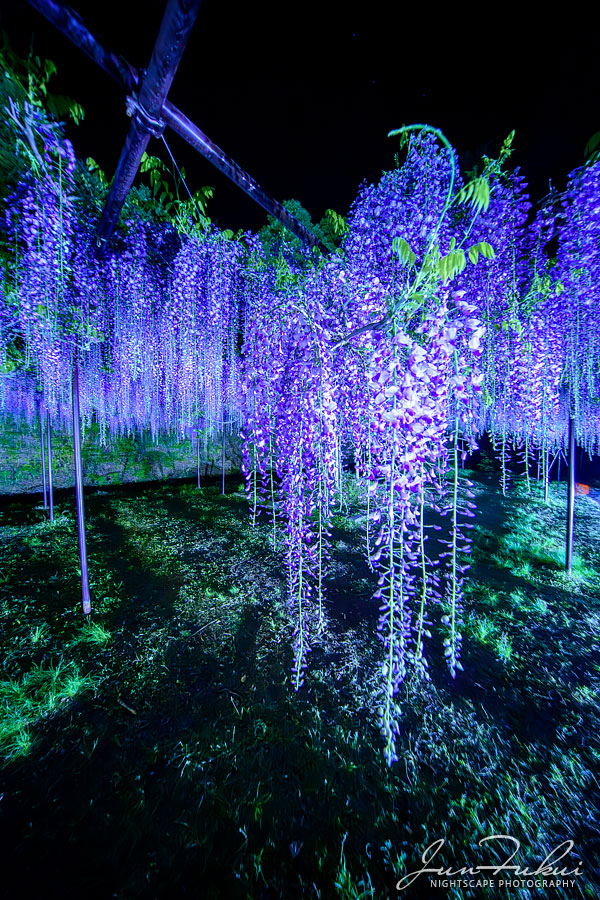 白毫寺 ナイトスケープ