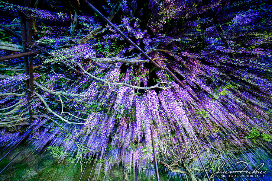 白毫寺 ナイトスケープ