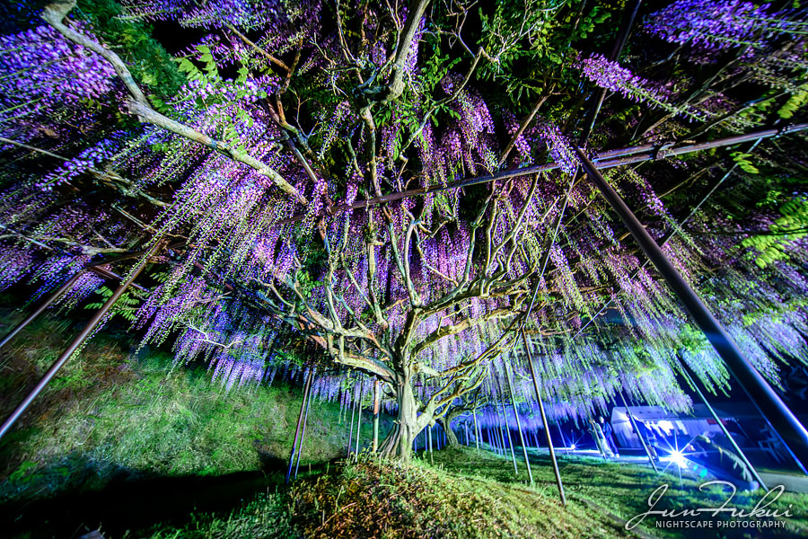 白毫寺 ナイトスケープ