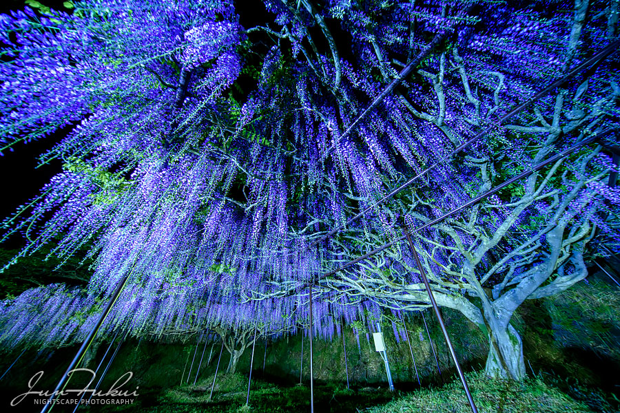 白毫寺 ナイトスケープ