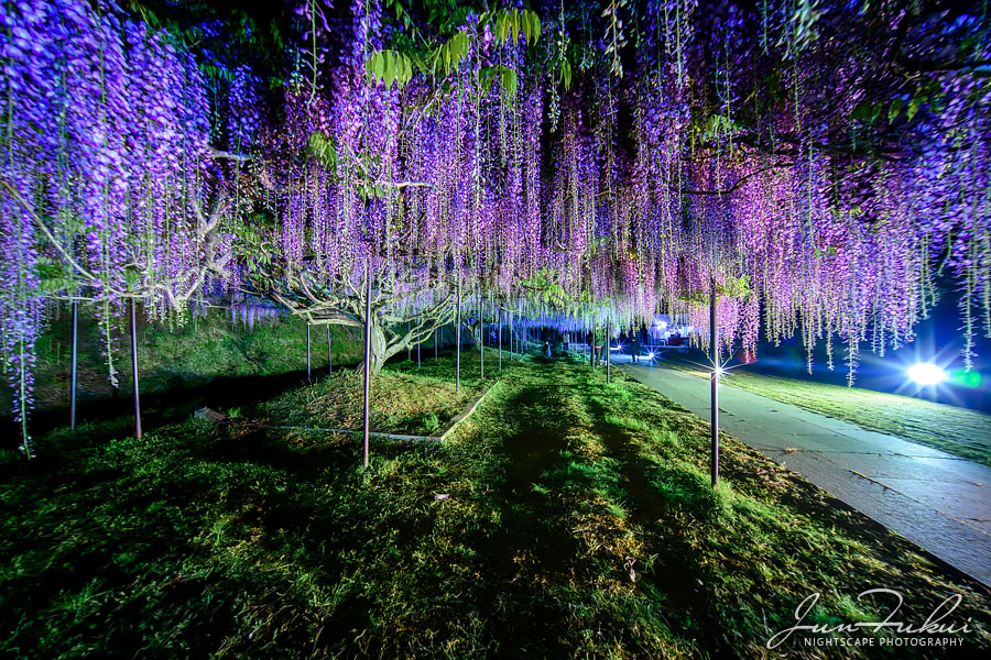 白毫寺 ナイトスケープ