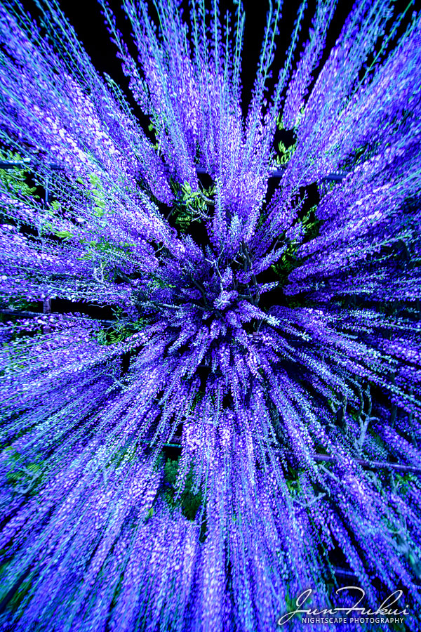 白毫寺 ナイトスケープ