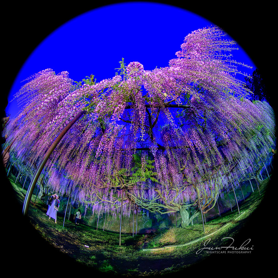 白毫寺 ナイトスケープ