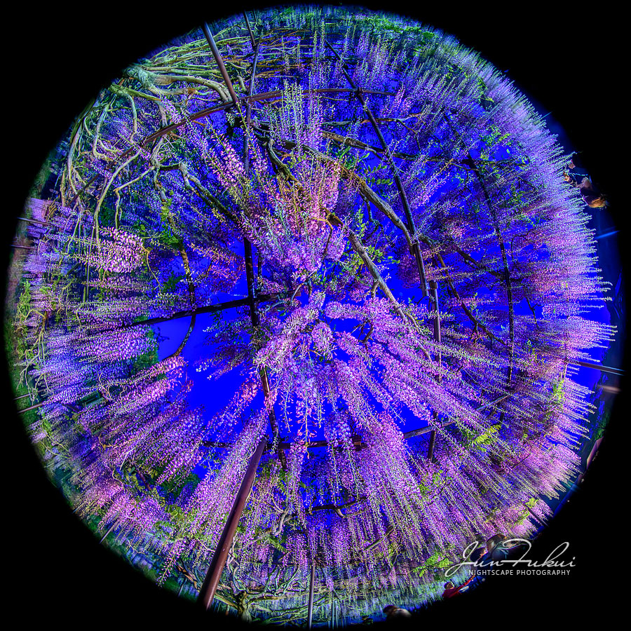 白毫寺 ナイトスケープ