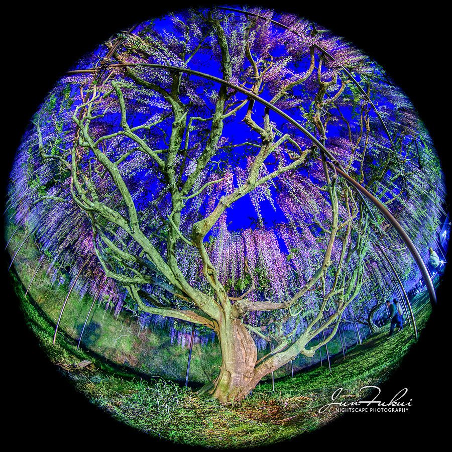 白毫寺 ナイトスケープ