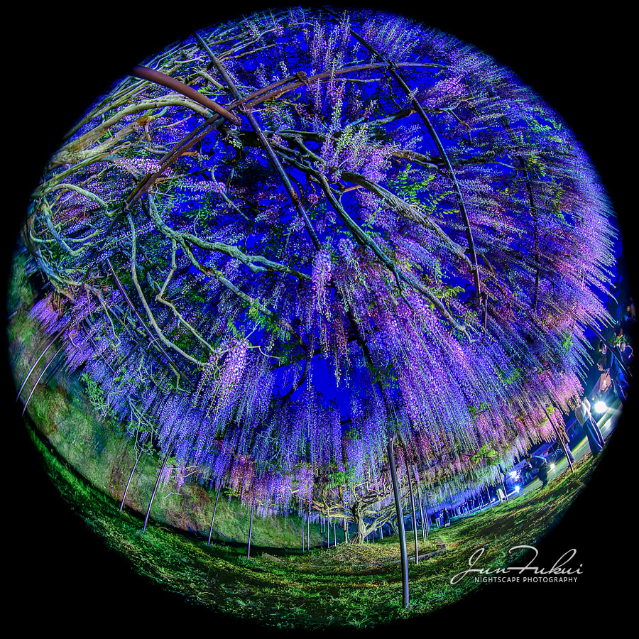 白毫寺 ナイトスケープ