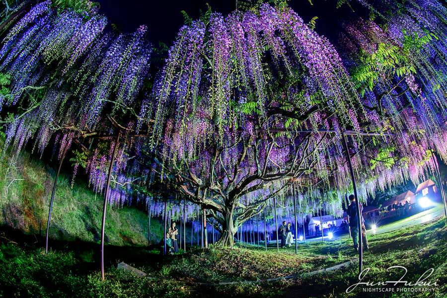 白毫寺 ナイトスケープ