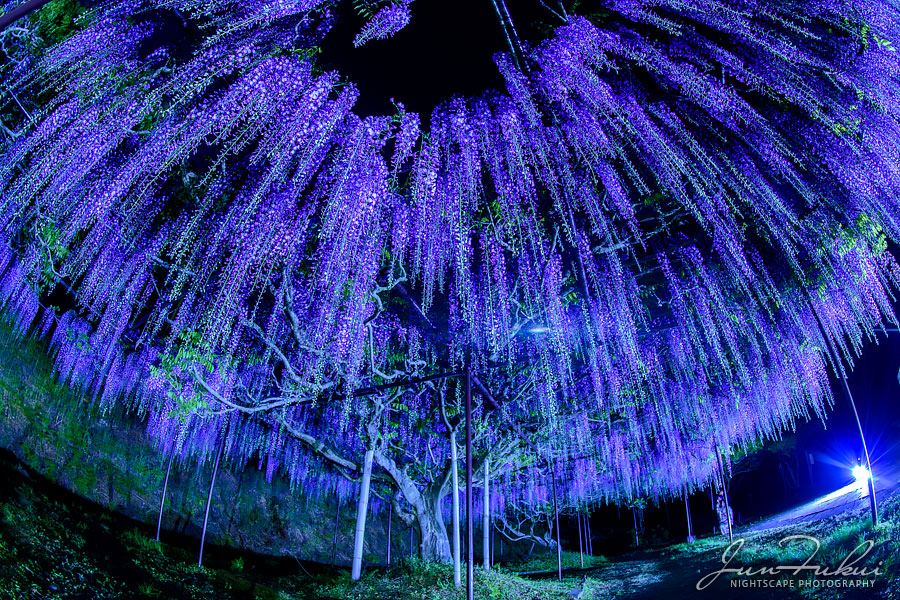 白毫寺 ナイトスケープ