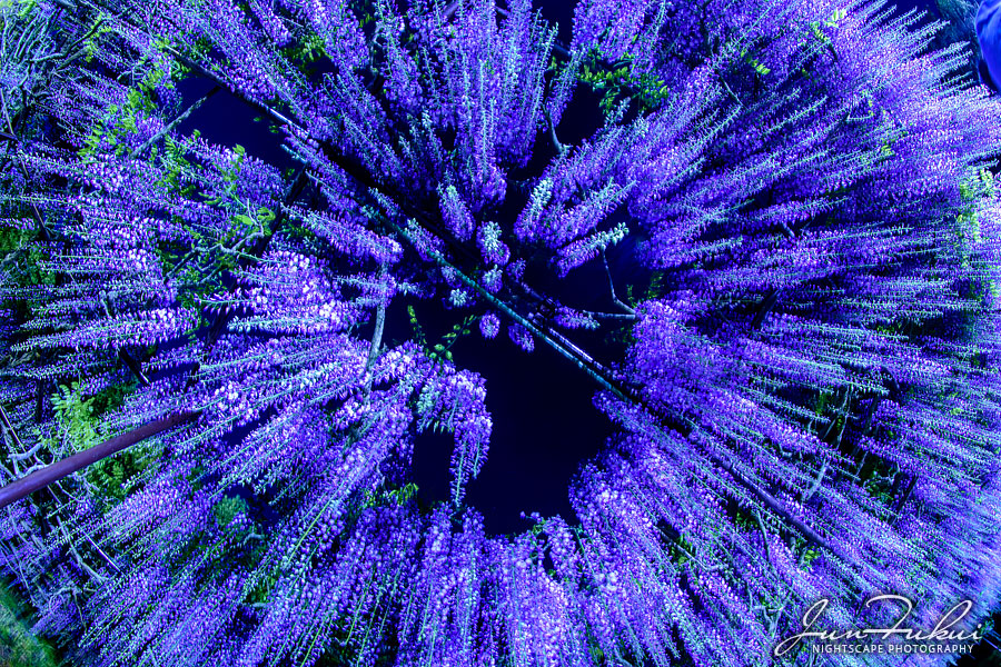 白毫寺 ナイトスケープ