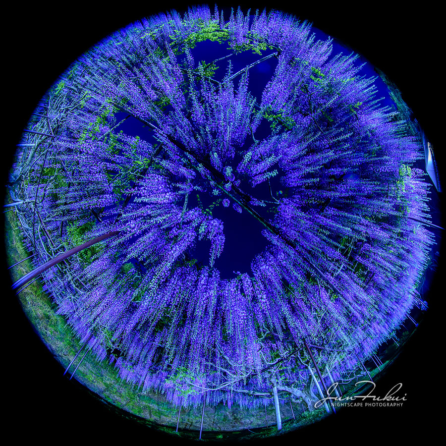 白毫寺 ナイトスケープ