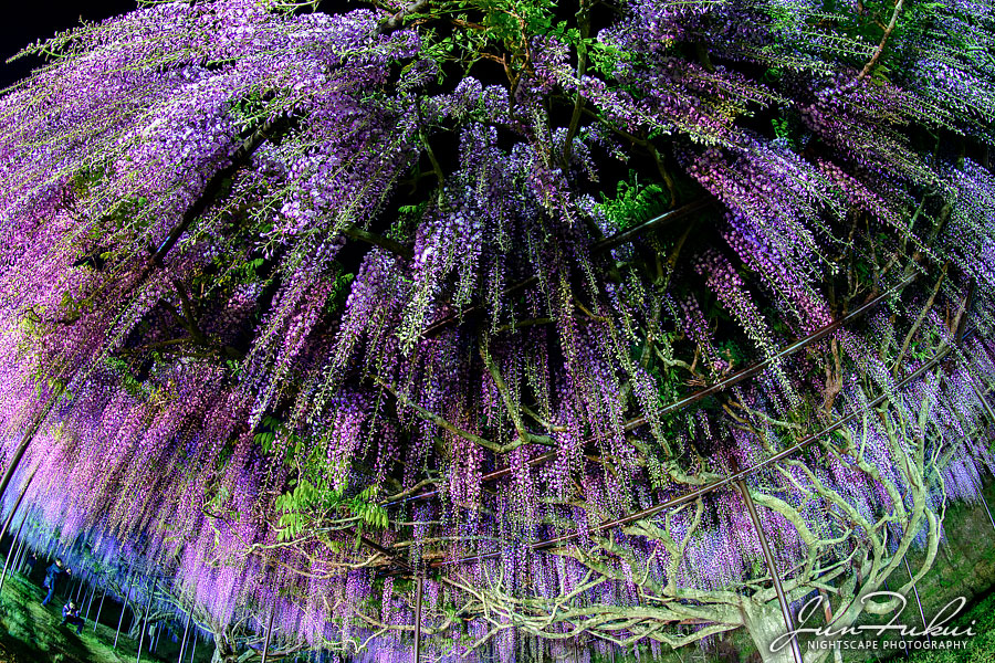 白毫寺 ナイトスケープ