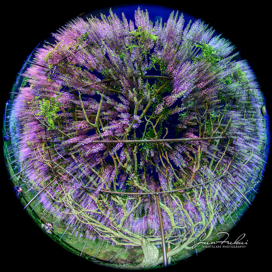 白毫寺 ナイトスケープ