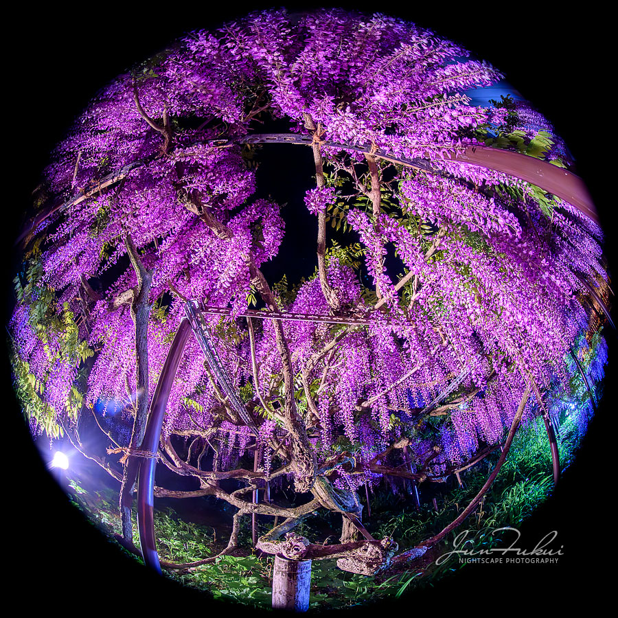 白毫寺 ナイトスケープ