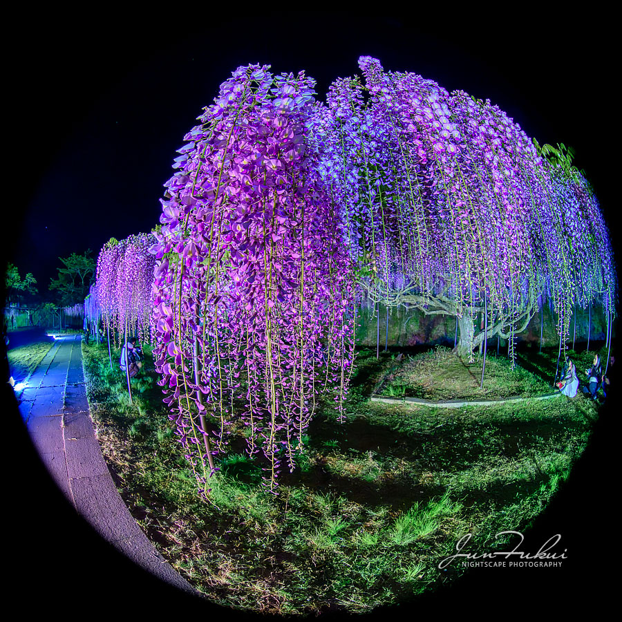 白毫寺 ナイトスケープ