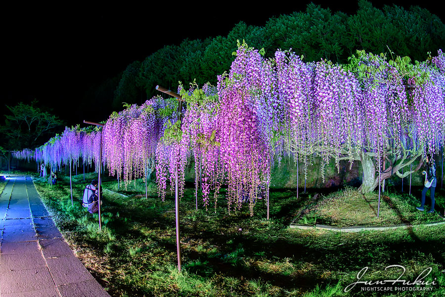白毫寺 ナイトスケープ