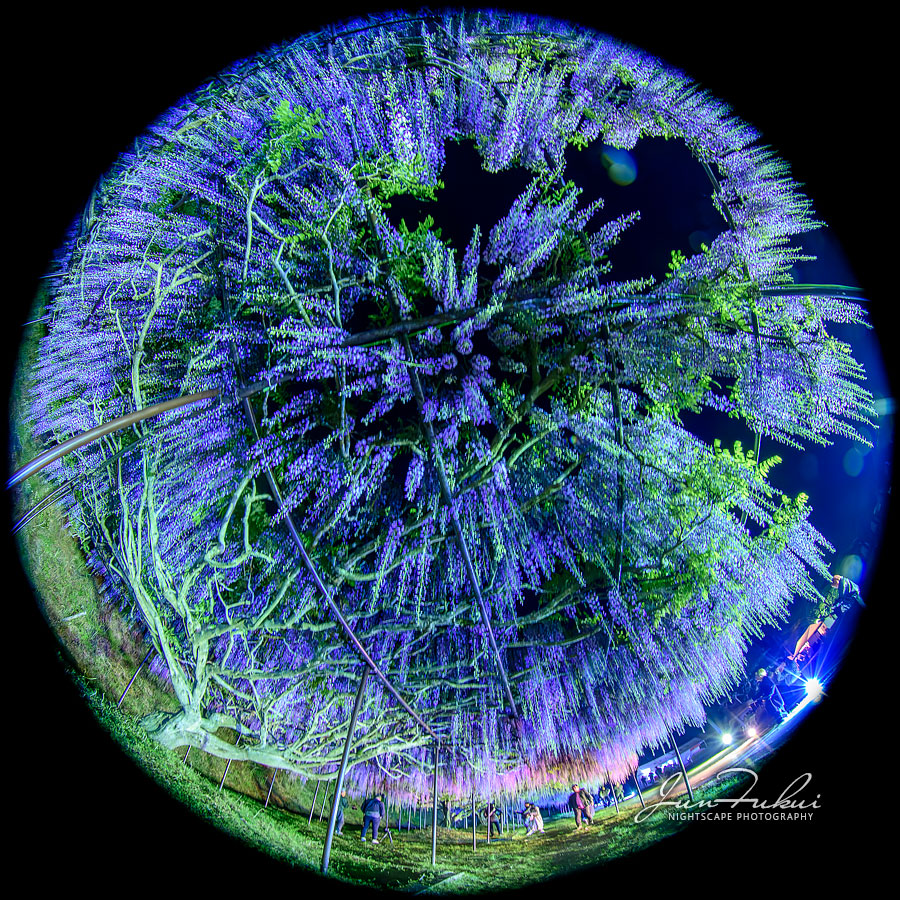 白毫寺 ナイトスケープ