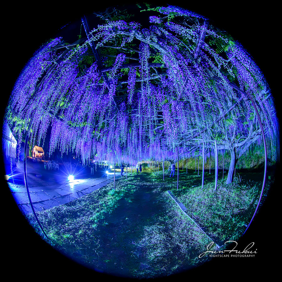 白毫寺 ナイトスケープ