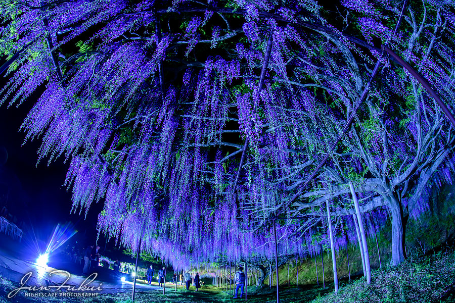 白毫寺 ナイトスケープ