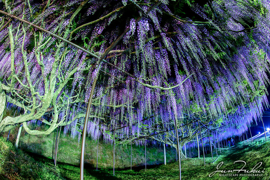 白毫寺 ナイトスケープ