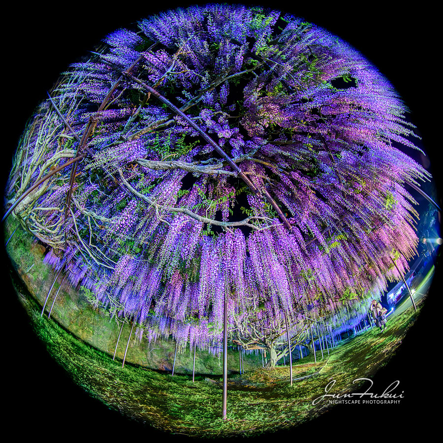 白毫寺 ナイトスケープ