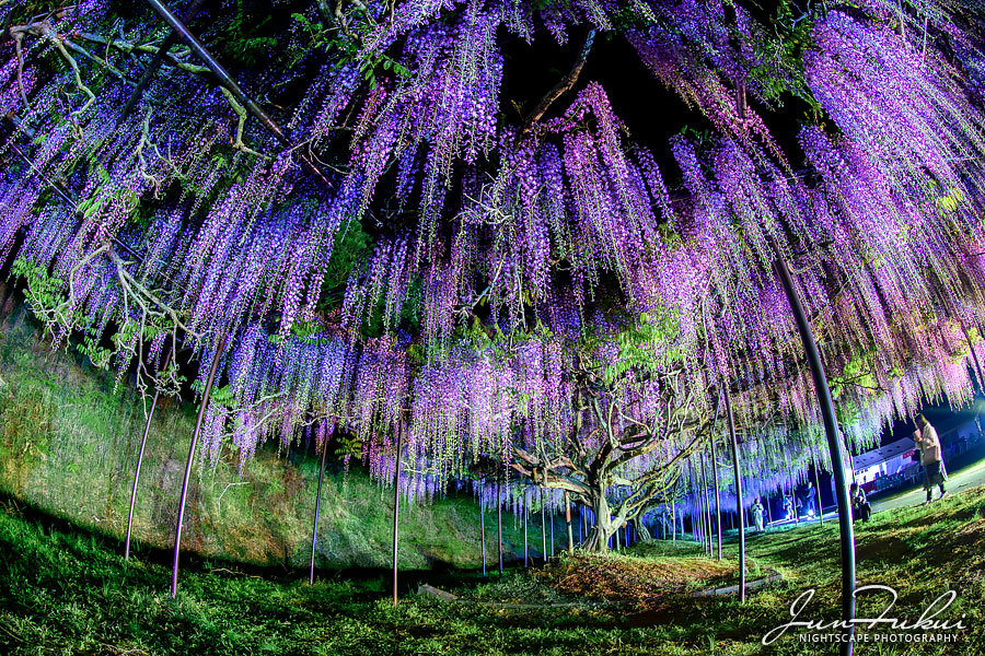 白毫寺 ナイトスケープ